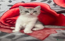 American Shorthair cats for sale: Gorgeous girl!!!🥰 - Image 4