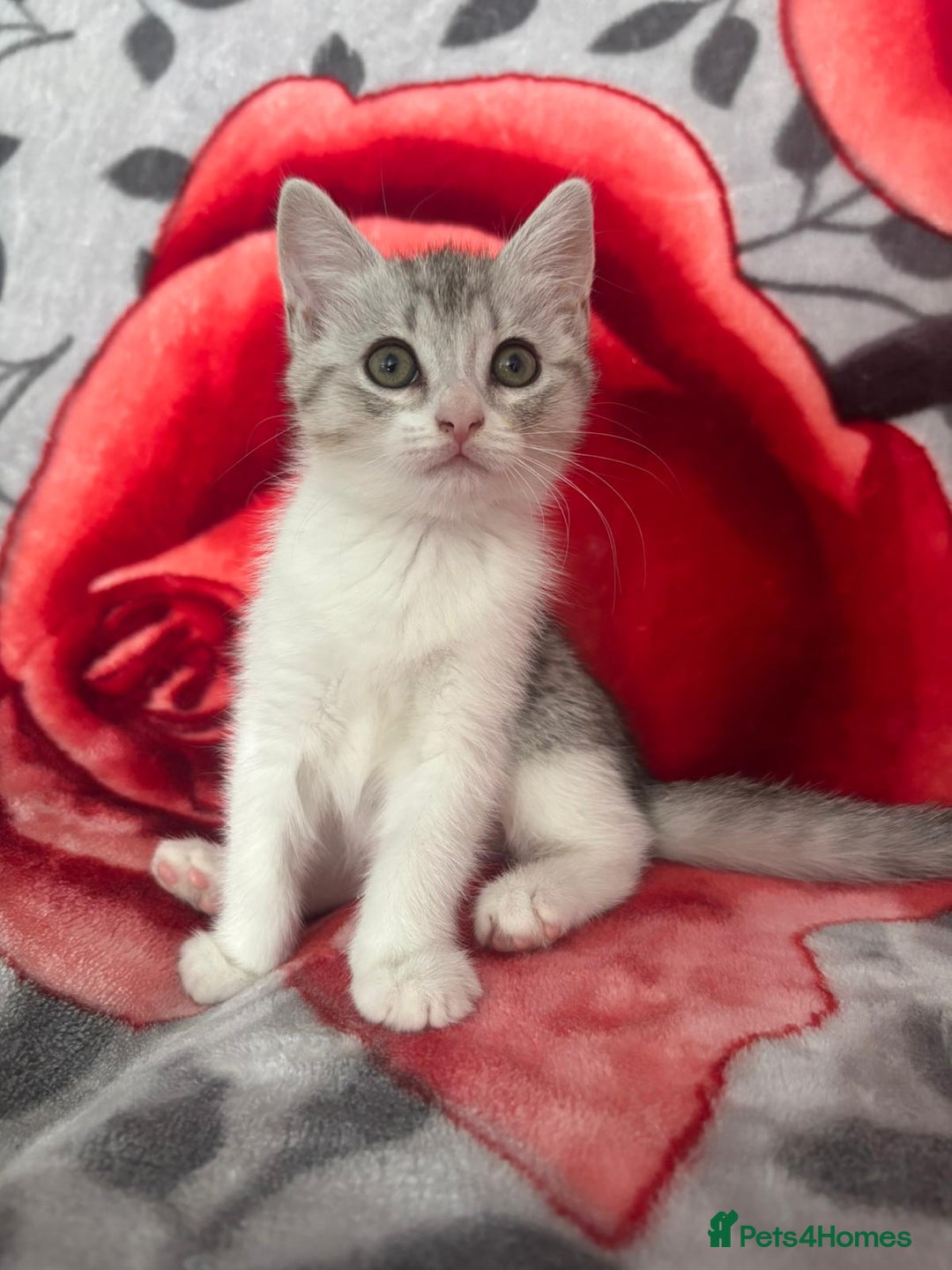 American Shorthair cats for sale: Gorgeous girl!!!🥰 - Image 4
