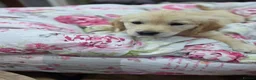 Golden Retriever dogs for sale: 9 beautiful golden retriever puppies - Advert 2