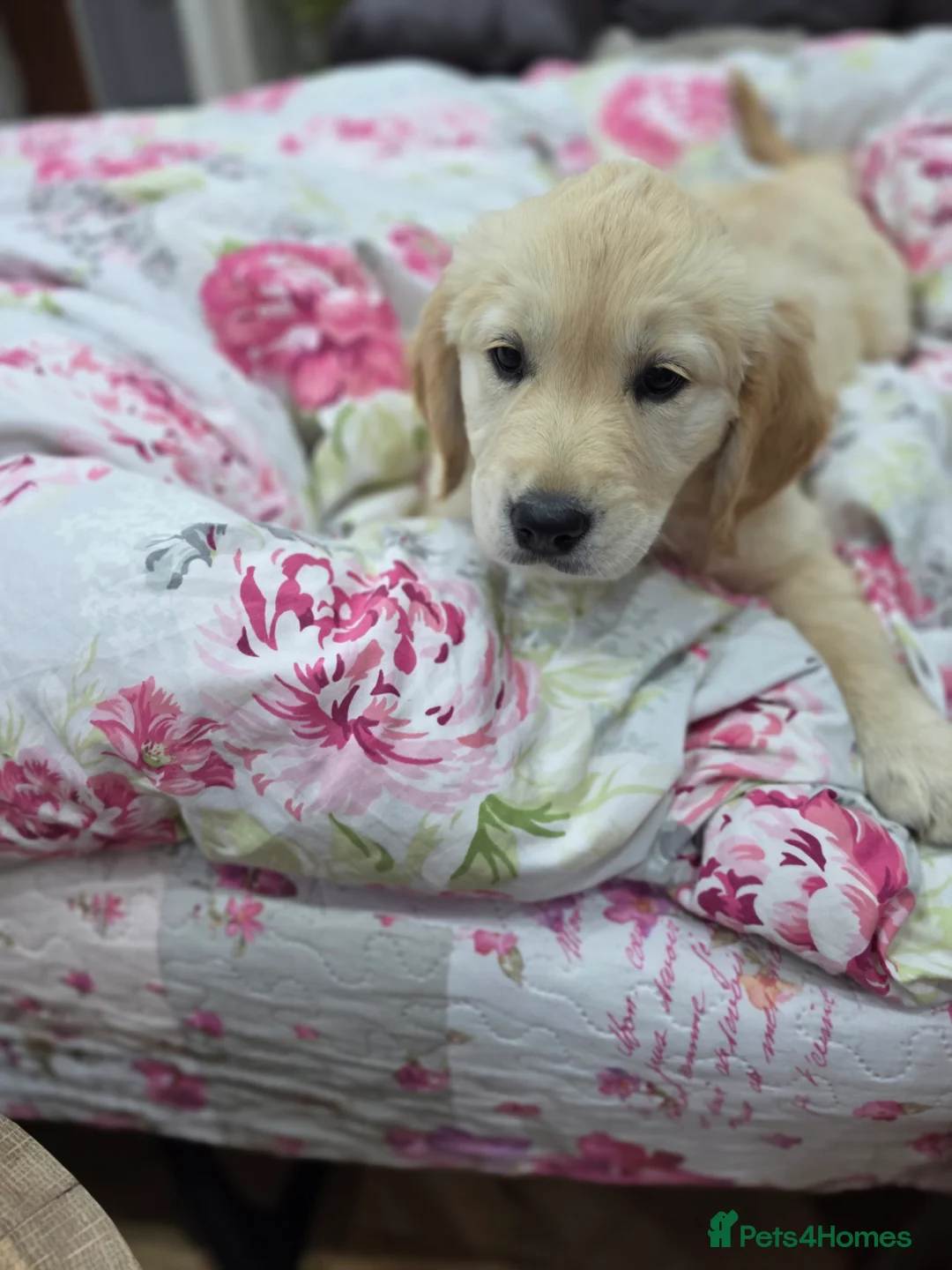Golden Retriever dogs for sale: 9 beautiful golden retriever puppies - Advert 2