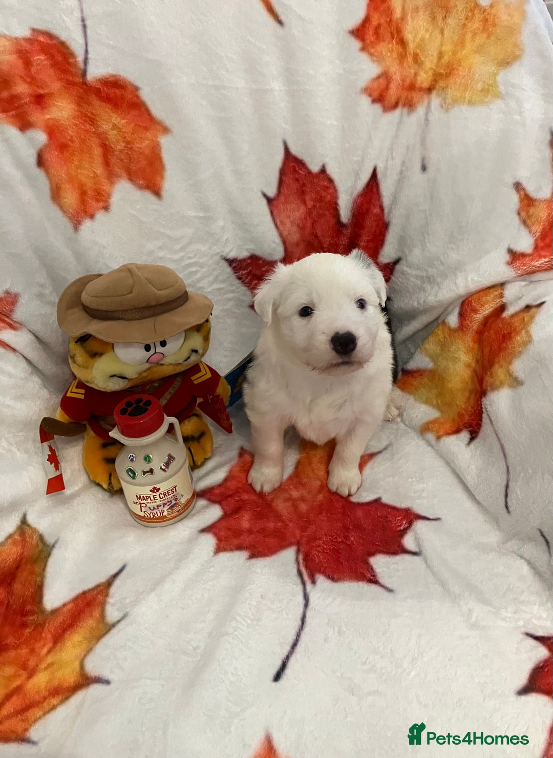 Border Collie dogs for sale: KC reg Border Collie Puppies - Advert 5