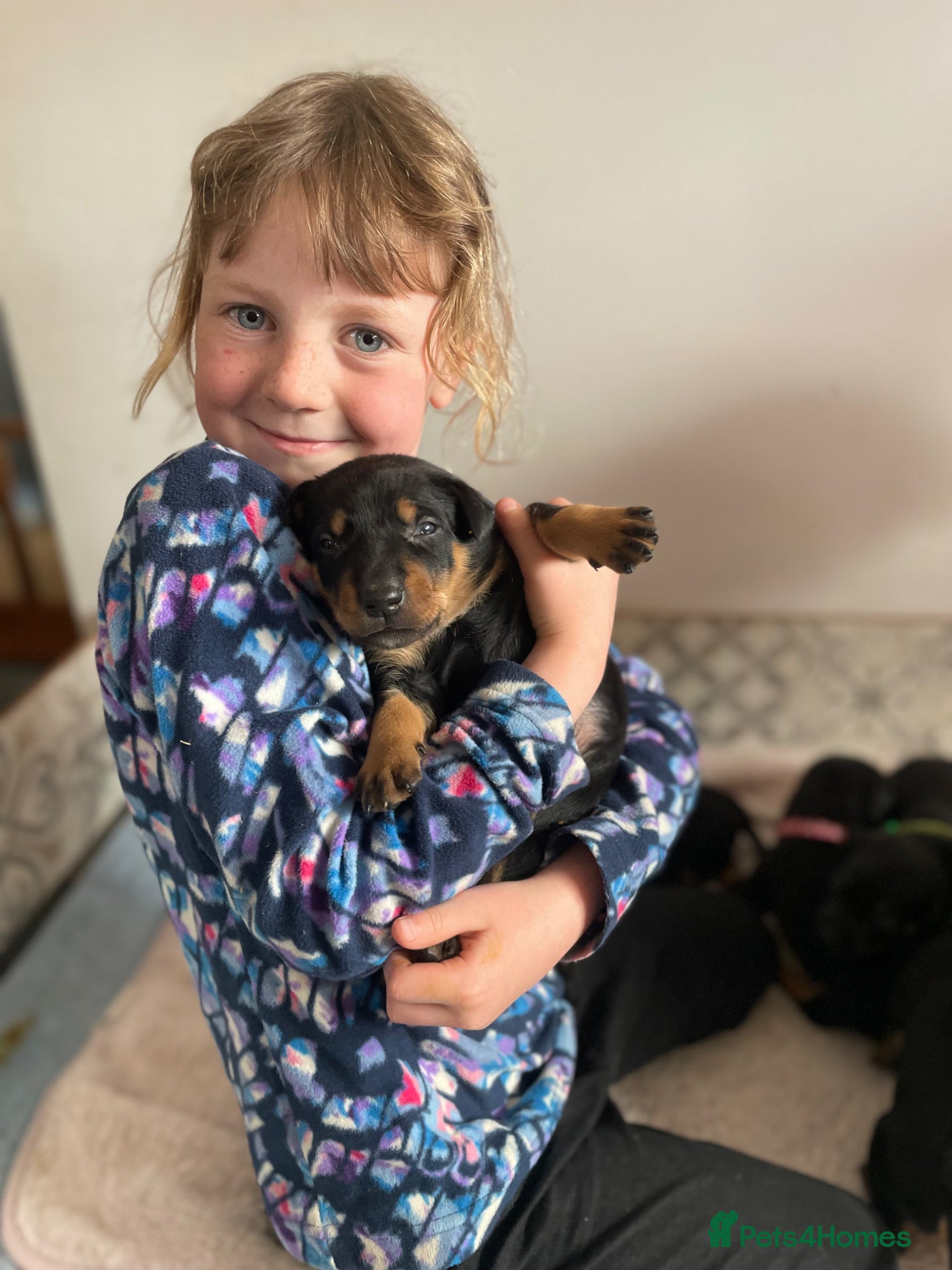 Huntaway dogs Huntaway x border collie pups  - Advert 3