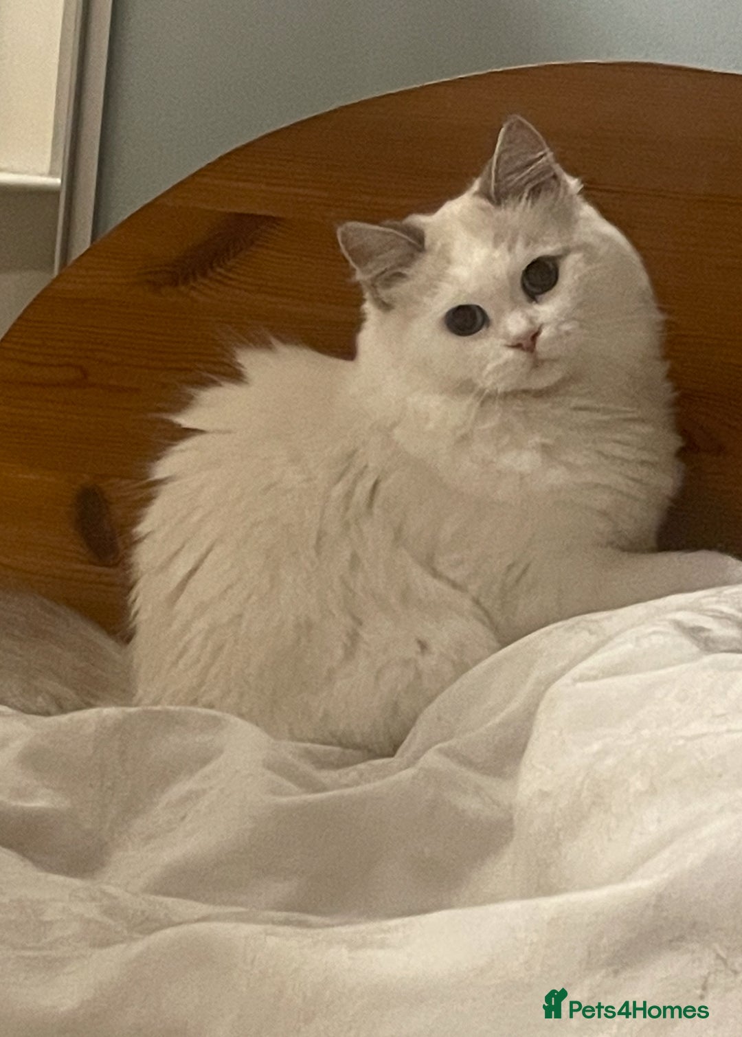 Siberian cats for sale: “Cat share” 3 GCCF Neva Masquerade Siberian cats  - Advert 6