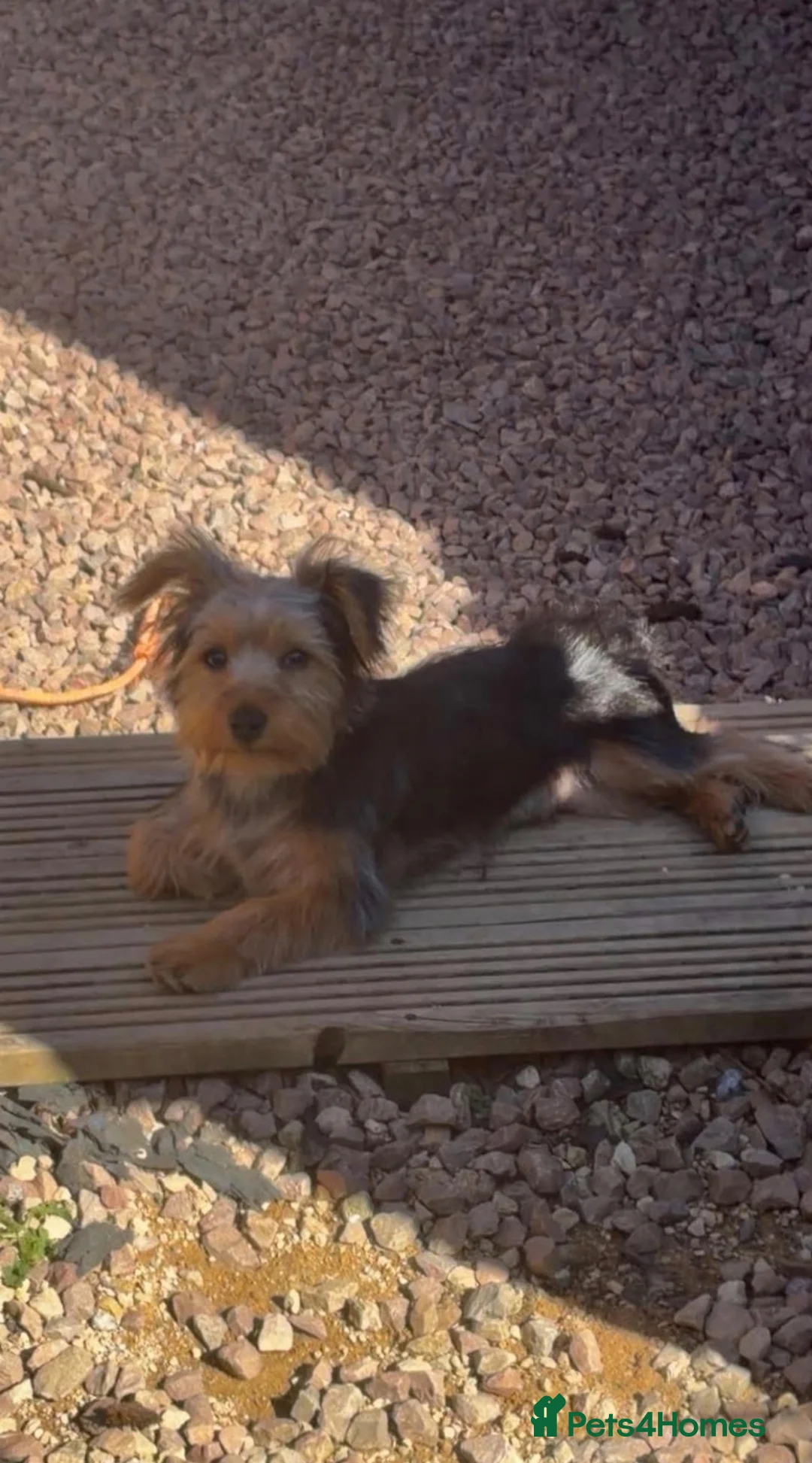 Yorkshire Terrier dogs for sale: Yorkshire terrier  - Advert 1