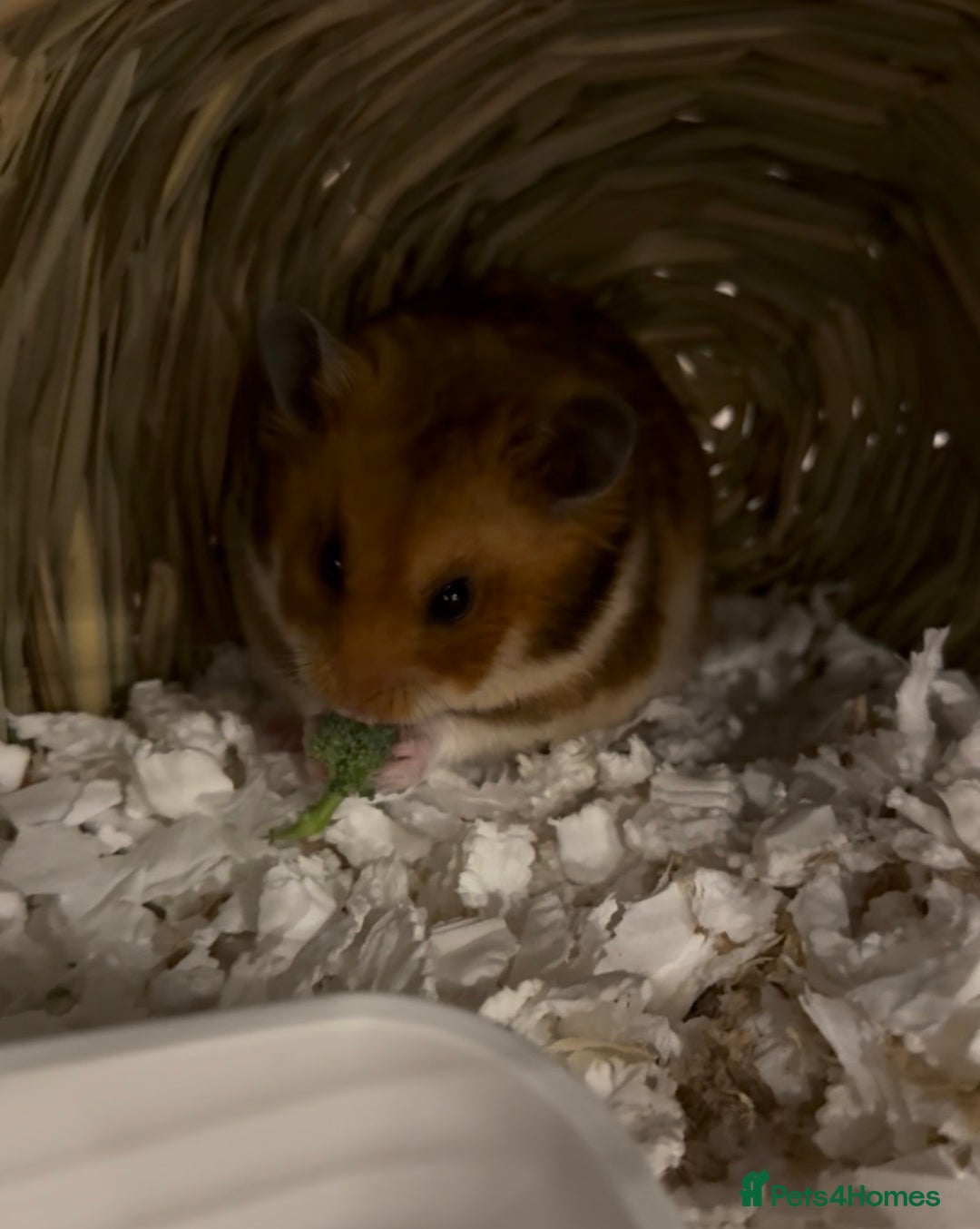 Hamster rodents for sale: Marmalade for Adoption🐹 - Advert 2