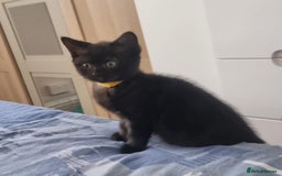 Mixed Breed cats for sale: Beautiful Mixed British Shorthair Kittens - Image 9