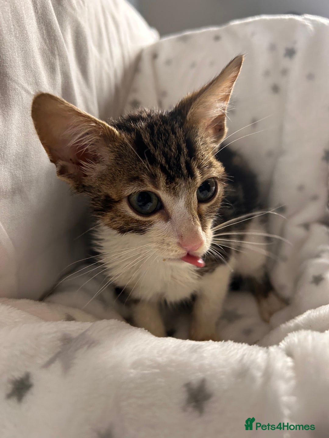 Bengal cats for sale: Bengal kittens ready now - Image 12