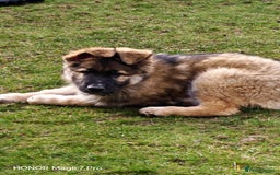 German Shepherd dogs for sale: German Shepherd puppy - Image 14