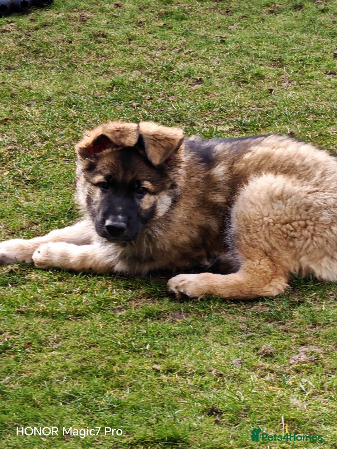 German Shepherd dogs for sale: German Shepherd puppy - Image 14