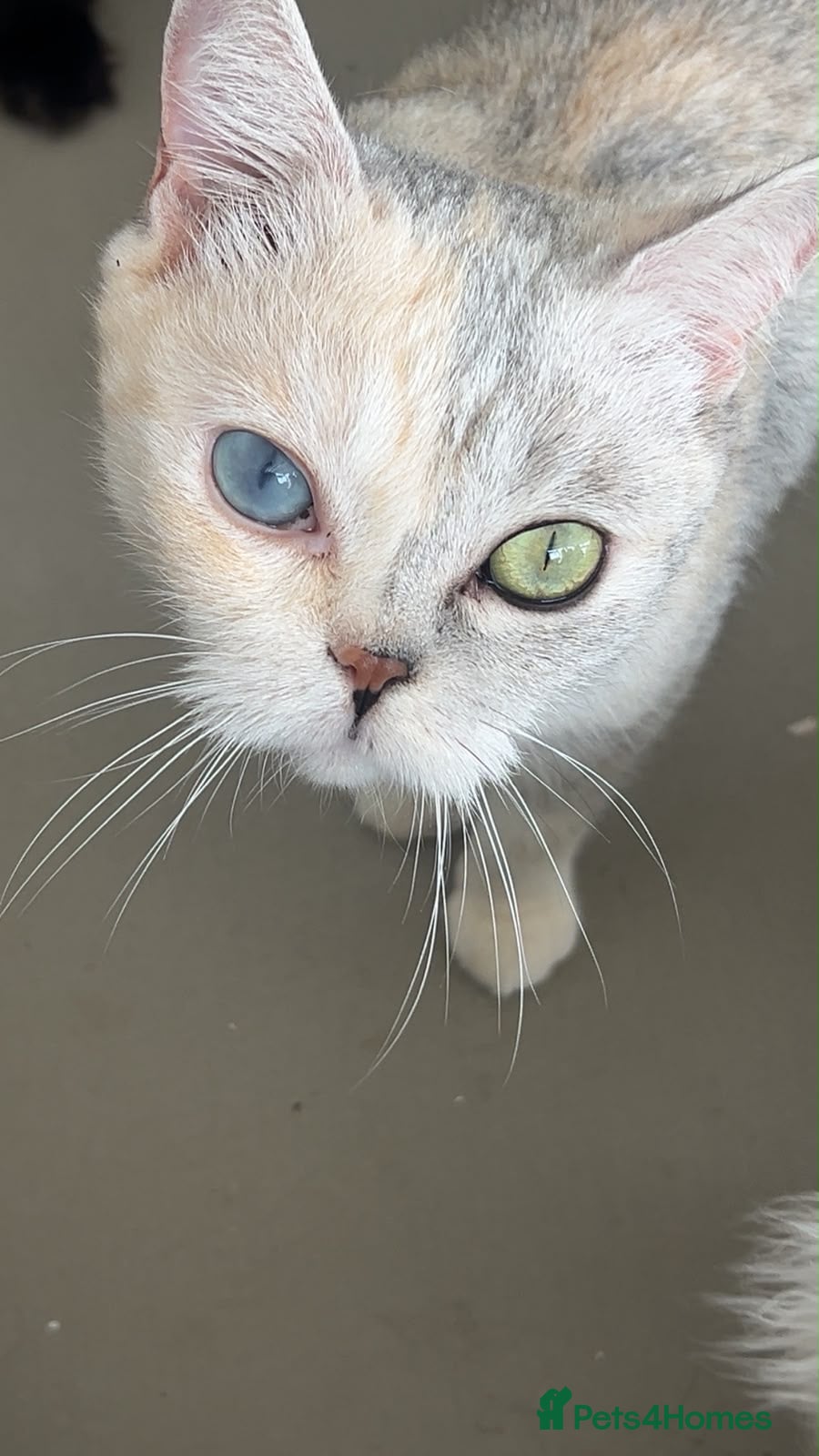 British Shorthair cats Tortie silver spotted British shorthair  - Advert 1