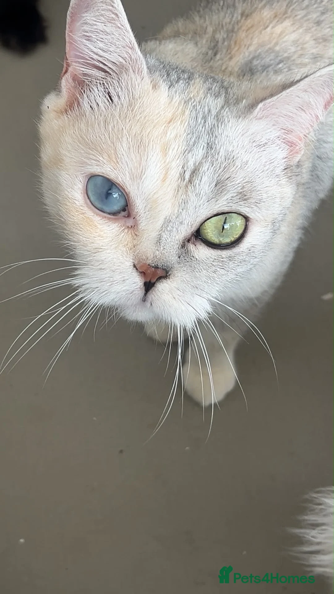 British Shorthair cats for sale: Tortie silver spotted British shorthair  - Advert 1