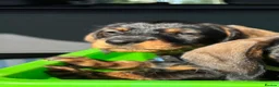 Dachshund dogs for sale: Standard Wire haired dachshund/teckel  - Advert 5