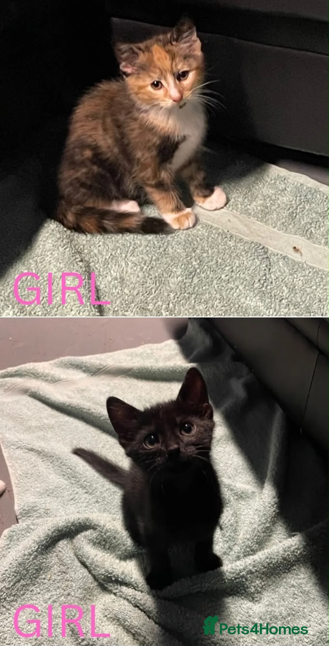 Domestic Shorthair cats for sale: 2 final kitties are waiting for their forever home - Advert 1
