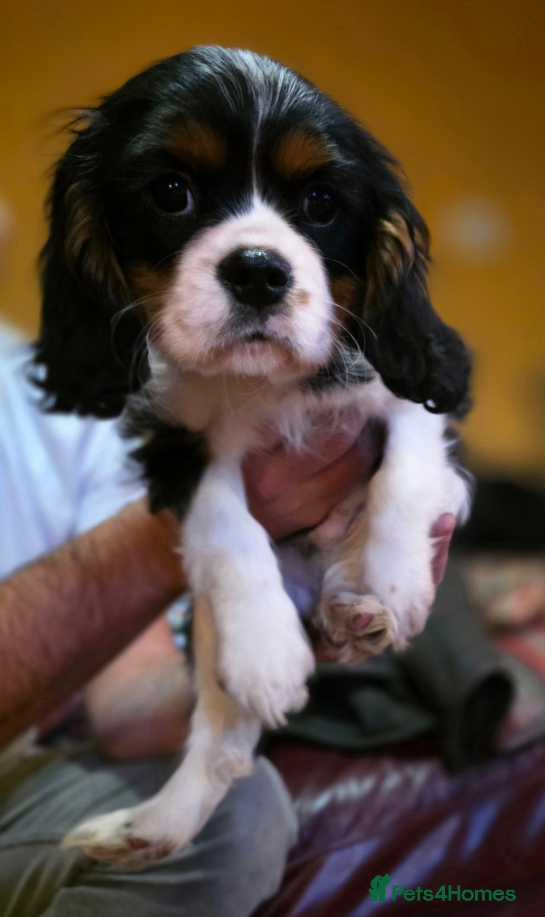 Cavalier King Charles Spaniel dogs for sale: KC Registered Cavalier King Charles Spaniels - Advert 4