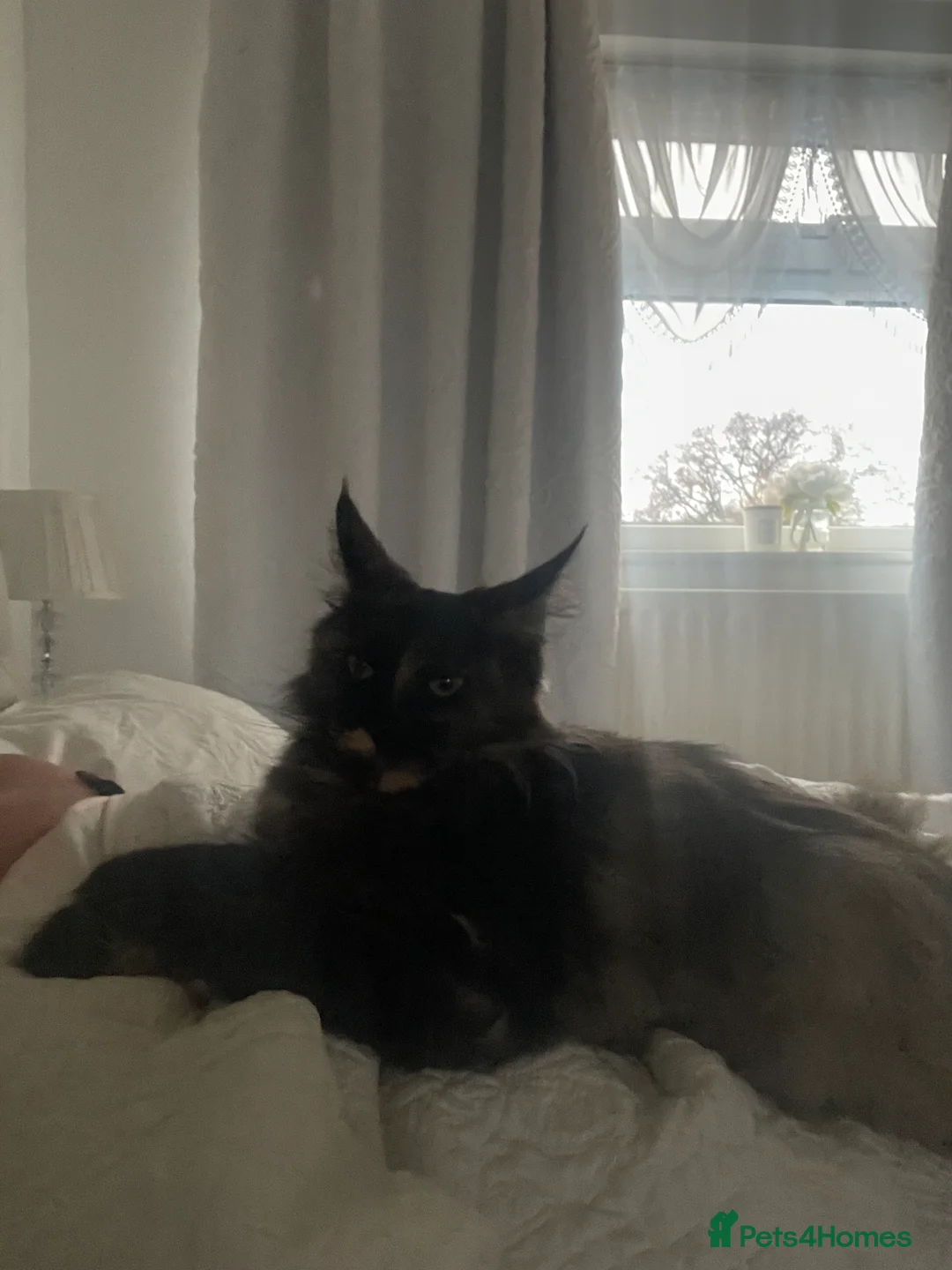 Maine Coon cats for sale: Maine coon Female  in Great Yarmouth - Advert 2