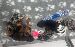 Jack Russell dogs for sale: True miniature Jack Russell’s  - Image 3