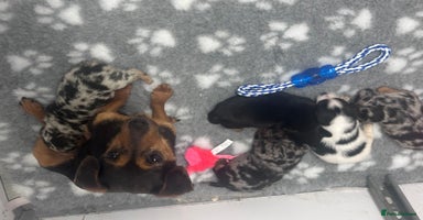 Jack Russell dogs - Advert 4