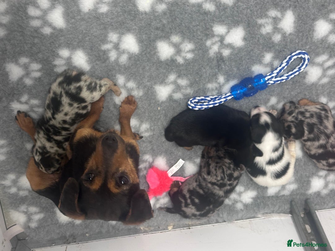 Jack Russell dogs for sale: True miniature Jack Russell’s  - Image 3