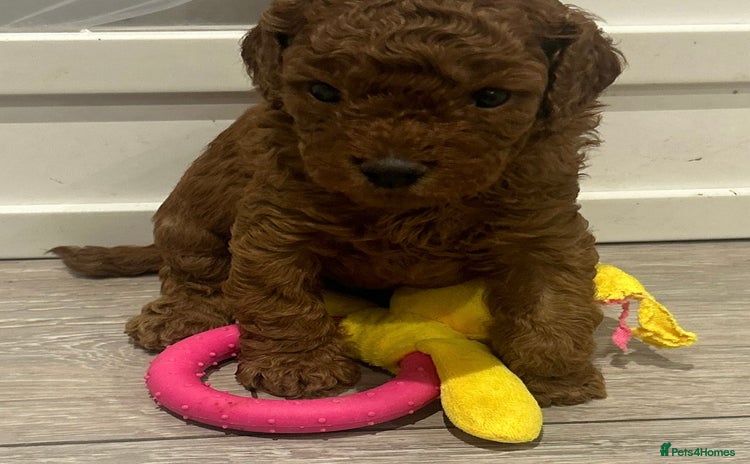 Cavapoo dogs - Advert 5