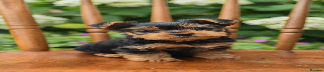 Yorkshire Terrier Puppy 1