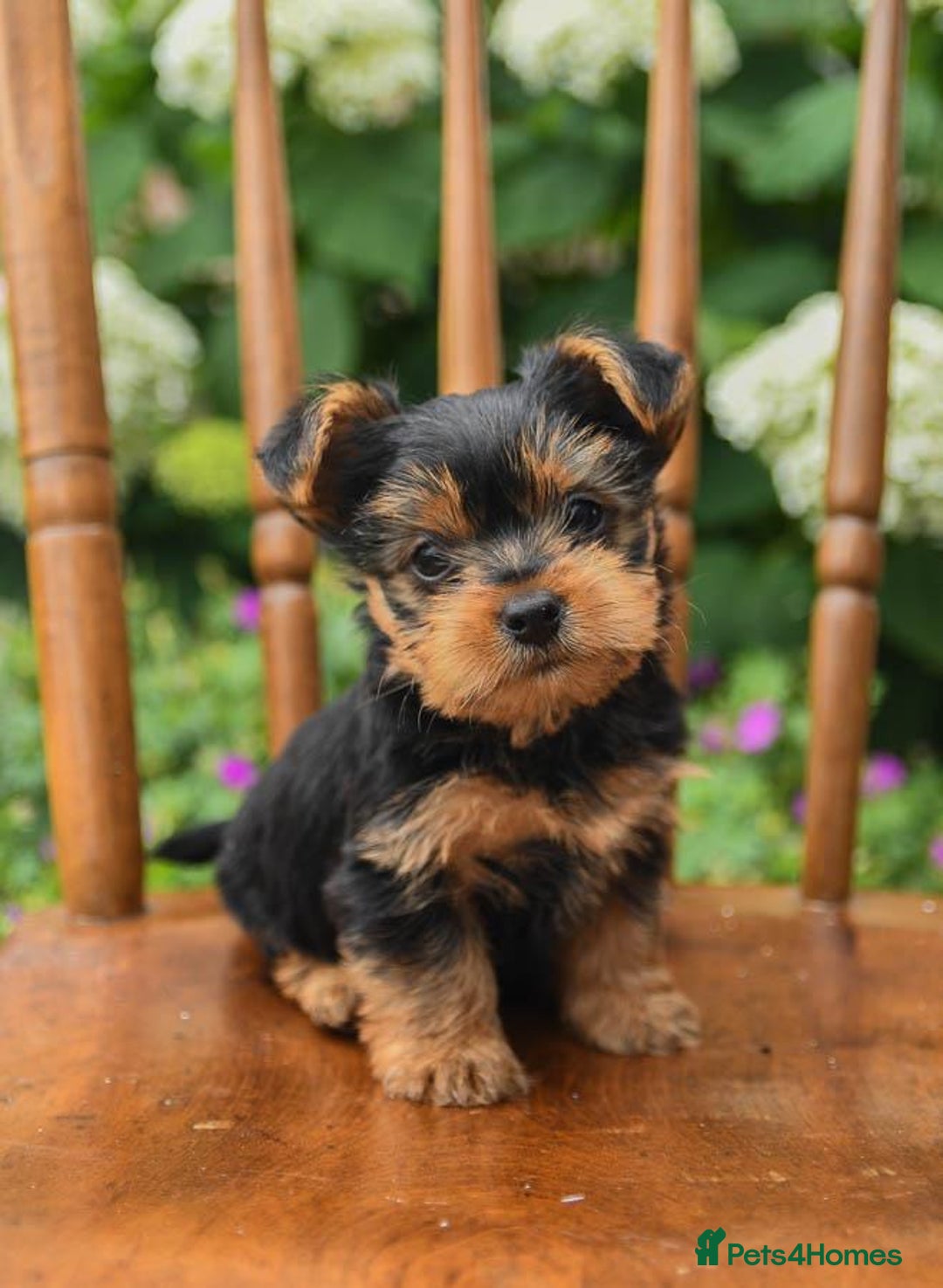 Yorkshire Terrier dogs for sale: Mini yorkshire terrier boy   - Image 2
