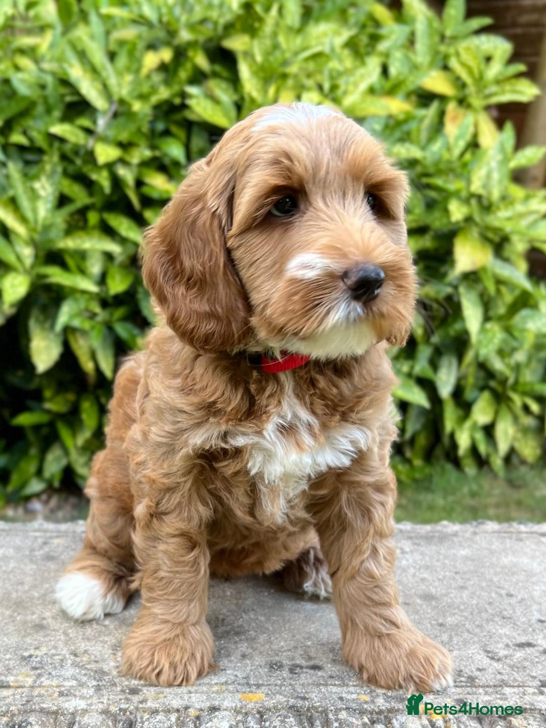 Australian Labradoodle dogs for stud: Proven extensively health tested gorgeous stud - Image 25