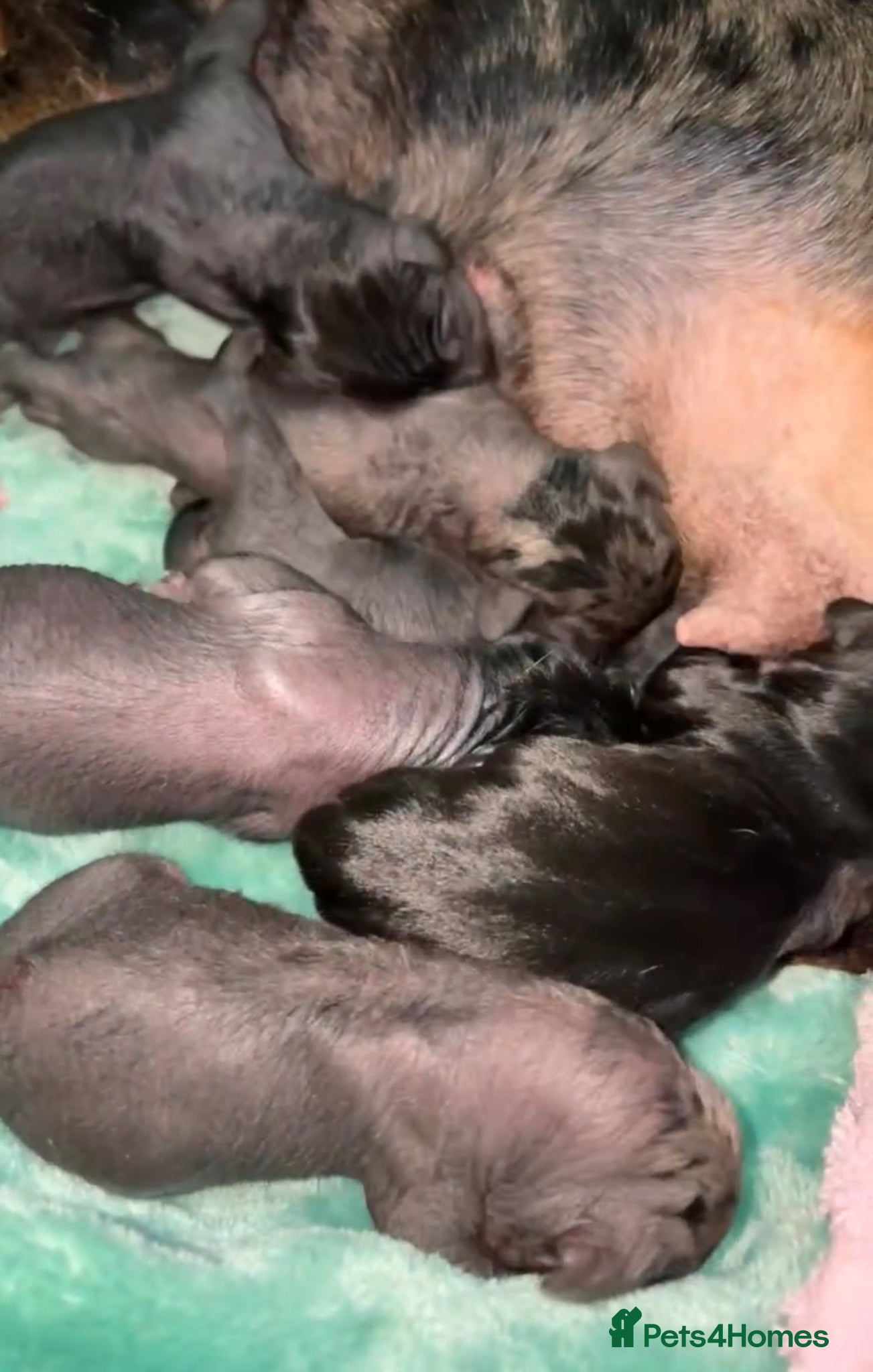 Mixed Breed dogs Miniature Dachshund cross puppies  - Advert 2