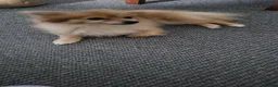 Pomeranian dogs for sale: Pomeranian 4 years old in Stafford - Advert 2