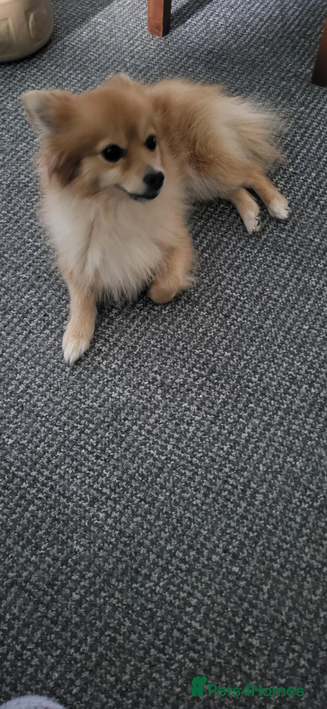 Pomeranian dogs for sale: Pomeranian 4 years old in Stafford - Advert 2