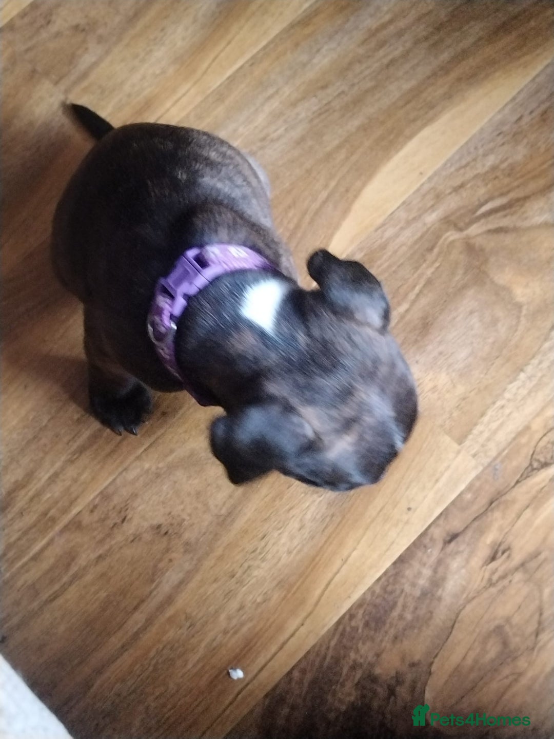 Staffordshire Bull Terrier dogs for sale: Staffordshire bull terrier Puppies  - Image 17