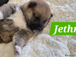 Japanese Shiba Inu dogs - Advert 30