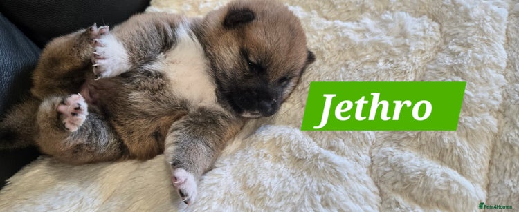 Japanese Shiba Inu dogs - Advert 2