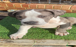 Mixed Breed dogs for sale: NORTH AMERICAN MASTIFF - Image 6