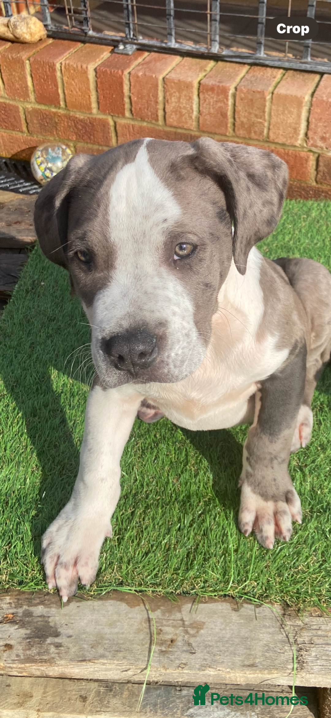 Mixed Breed dogs for sale: NORTH AMERICAN MASTIFF - Image 6