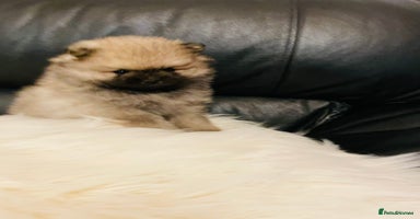 Pomeranian dogs 💕 1 KC Teddy Bear girl left 💕 - Advert 5