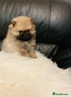 Pomeranian dogs 💕 1 KC Teddy Bear girl left 💕 - Advert 5