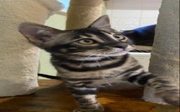 Bengal cats for sale: Rare Bengal Kittens Black, Smoke & Charcoal - Image 6