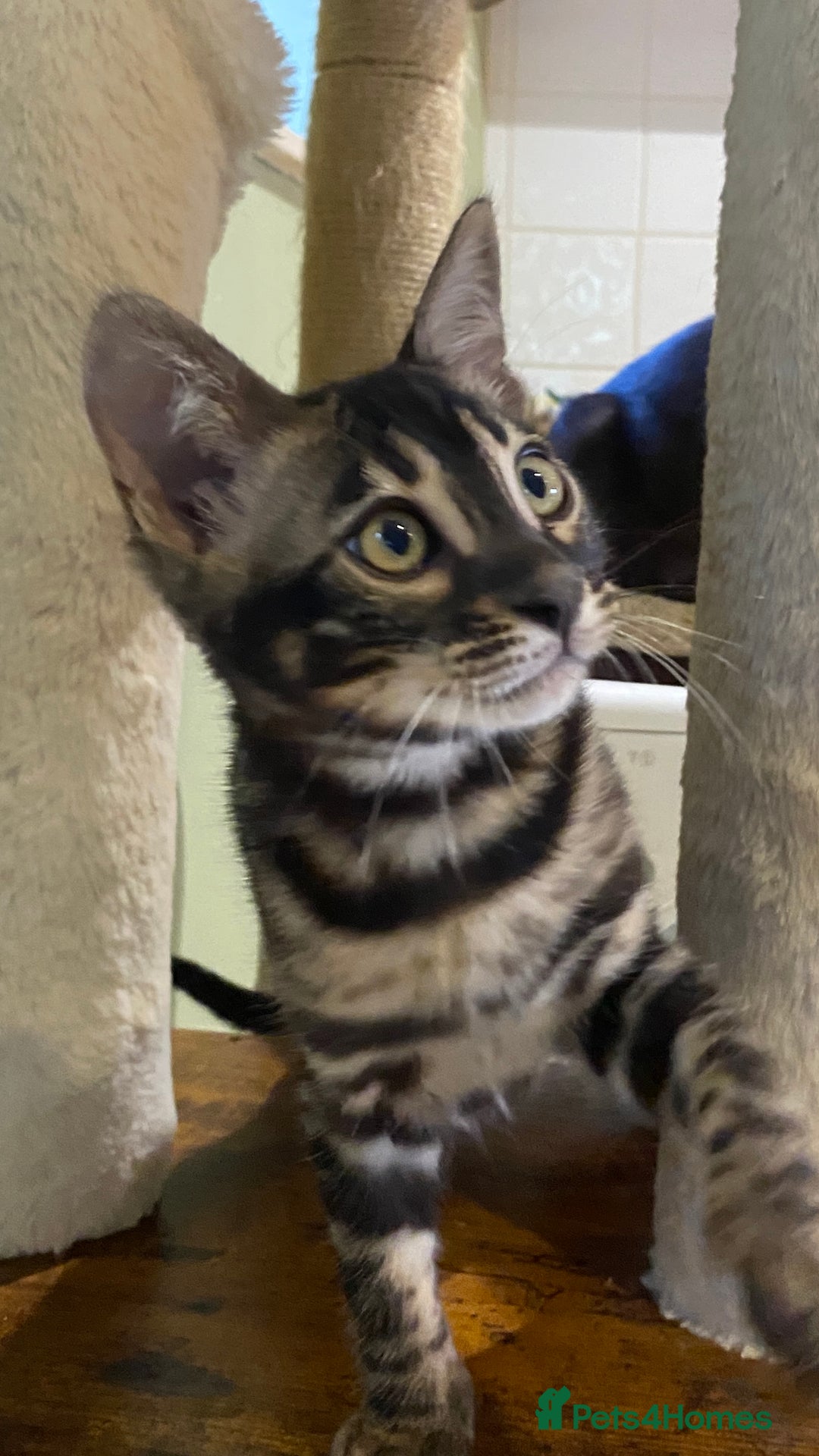 Bengal cats for sale: Rare Bengal Kittens Black, Smoke & Charcoal - Image 6