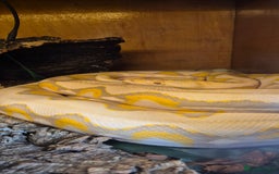 Python Snake reptiles for sale: Dwarf albino lavender python - Image 1