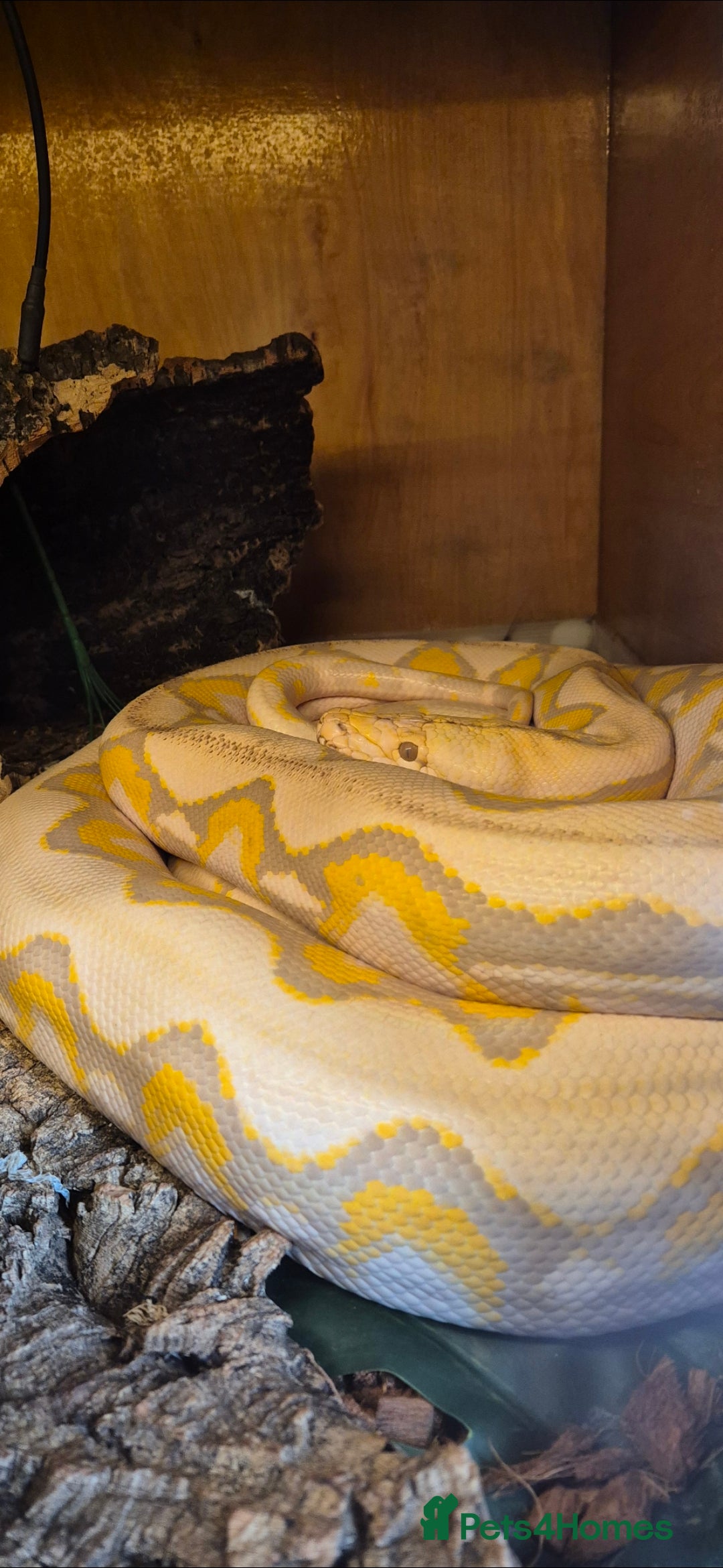 Python Snake reptiles for sale: Dwarf albino lavender python - Image 1