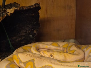 Python Snake reptiles - Advert 7