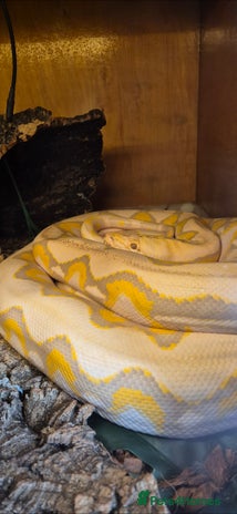 Python Snake reptiles - Advert 8