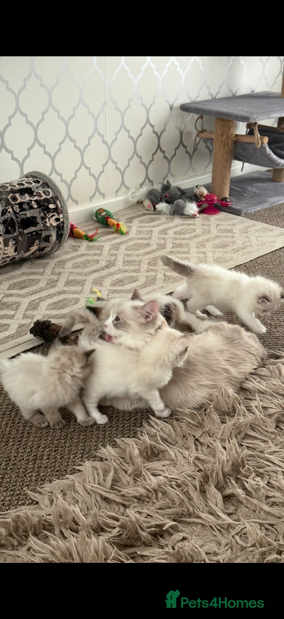 Ragdoll cats 3 male ragdolls and 1 female  - Advert 1