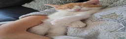 Domestic Shorthair cats for sale: 2 MALE AND 1 FEMALE 9 WEEK OLD KITTENS - Advert 24