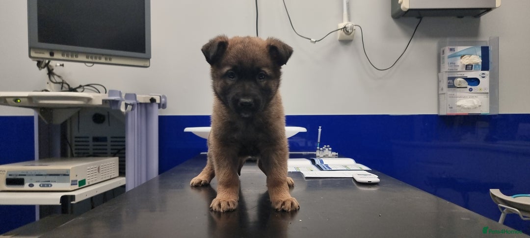 German Shepherd dogs for sale: German Shepherd Puppies - Advert 1