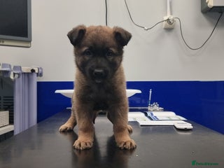 German Shepherd dogs German Shepherd Puppies - Advert 6