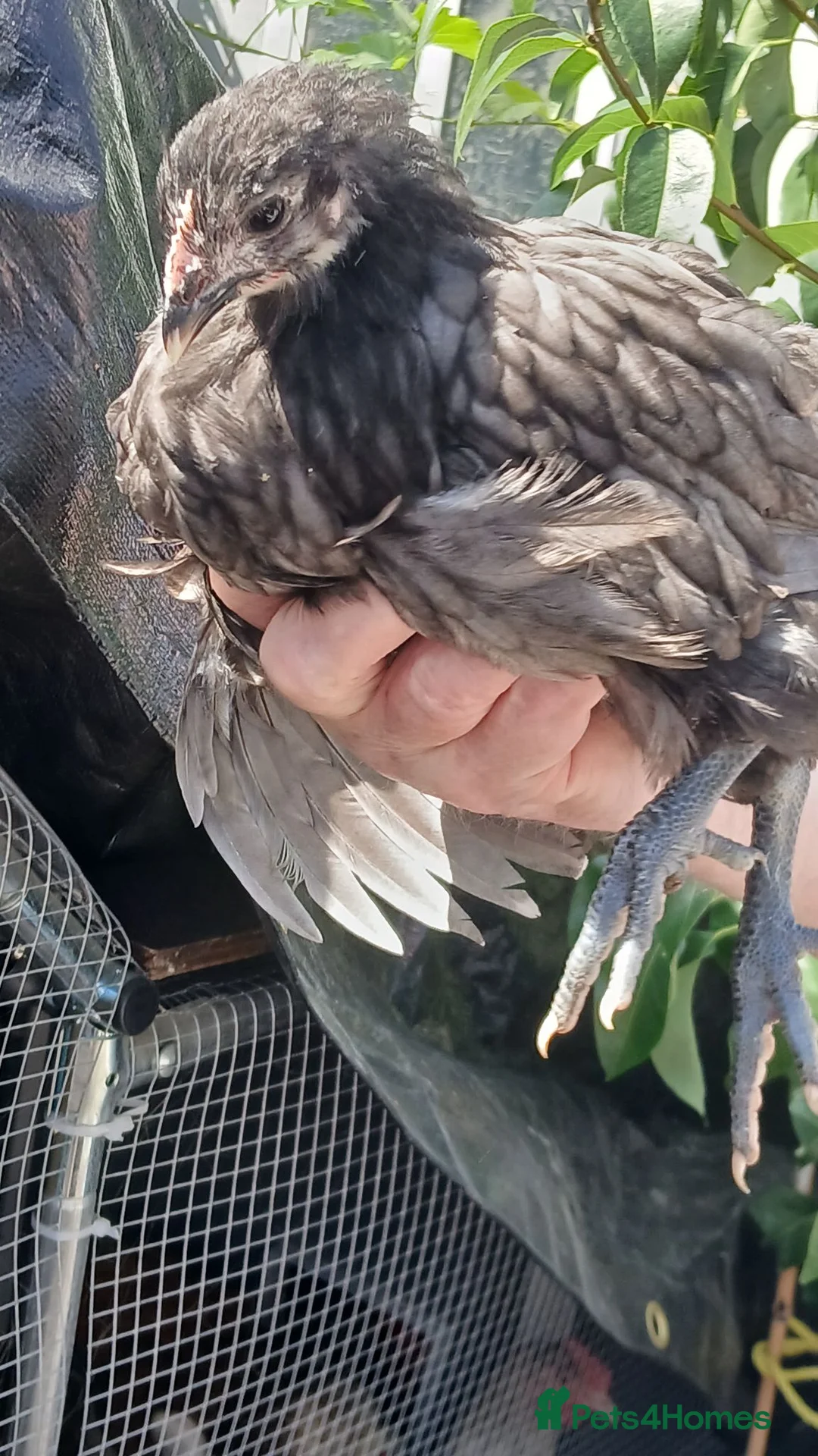 Chickens poultry for sale: Hens for sale,  read advert before contacting me - Advert 17