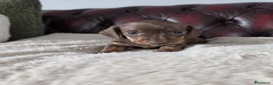 Miniature Dachshund 2
