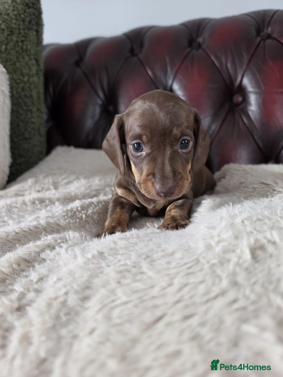Miniature Dachshund dogs for sale: Stunning KC registered Miniature Dachshund's - Advert 17