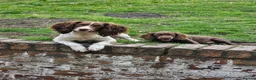 Sprocker dogs for sale: Male F1 sprocker pup - Advert 2